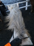 iceland-horse-ride-033