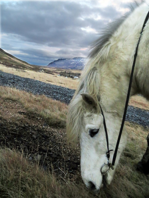 iceland-horse-ride-069