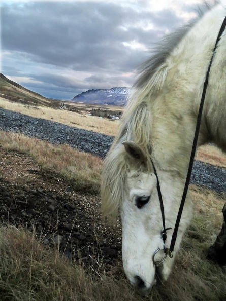 iceland-horse-ride-069.jpg