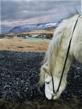 iceland-horse-ride-070