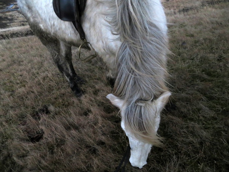 iceland-horse-ride-071