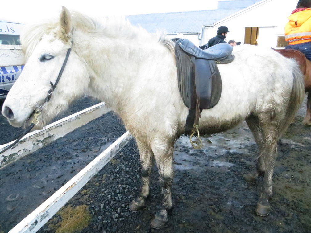 iceland-horse-ride-077