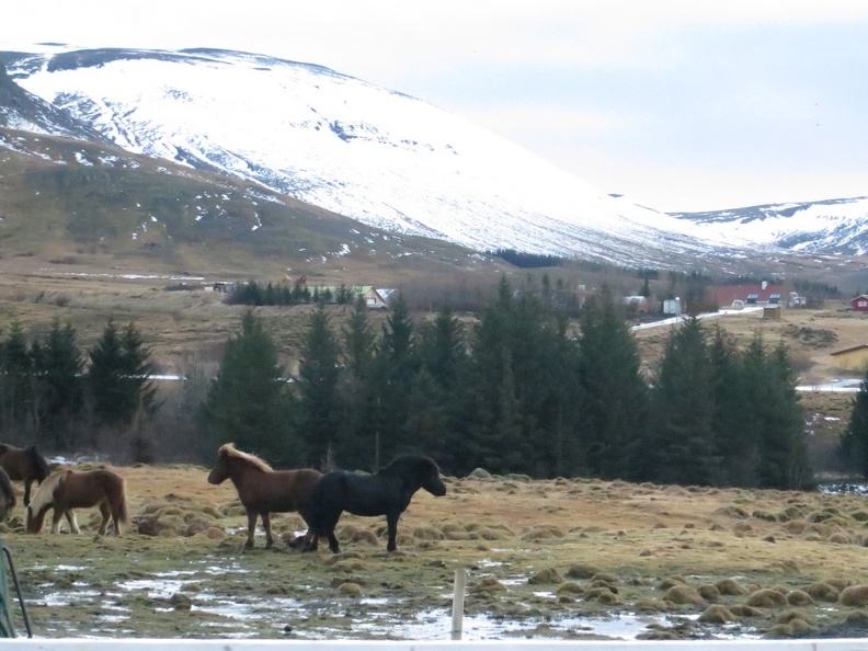 iceland-horse-ride-079.jpg