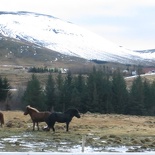 iceland-horse-ride-079