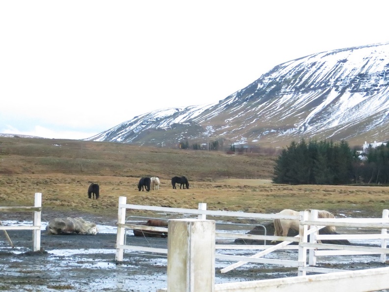 iceland-horse-ride-082.jpg