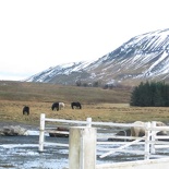 iceland-horse-ride-082