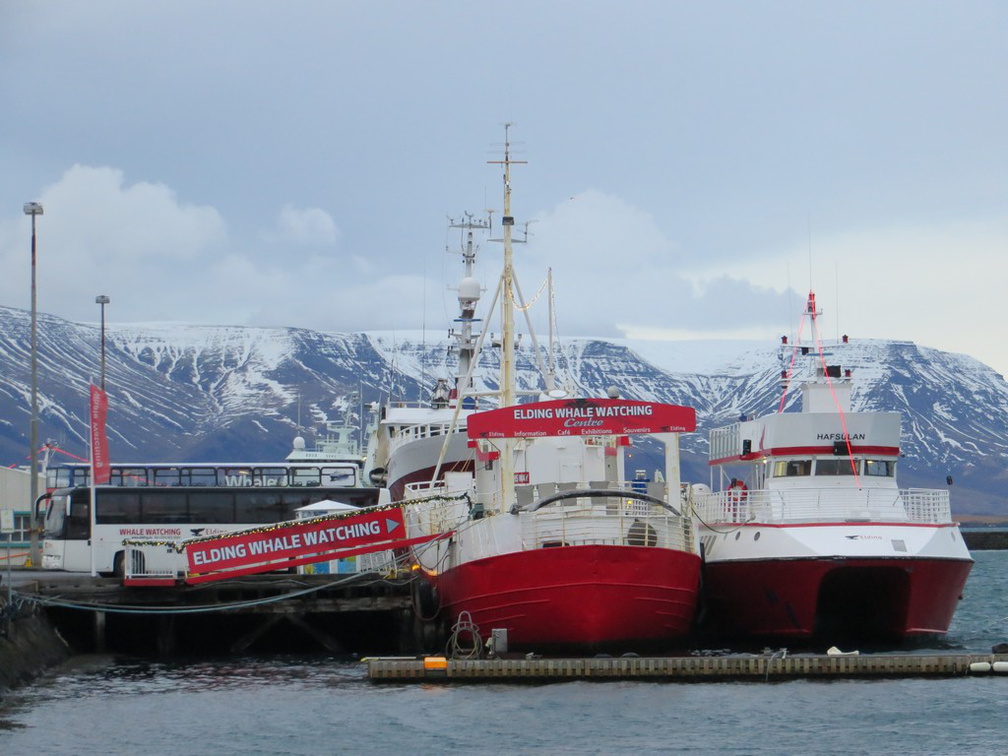 iceland-whale-watching-009