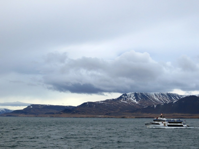 iceland-whale-watching-042