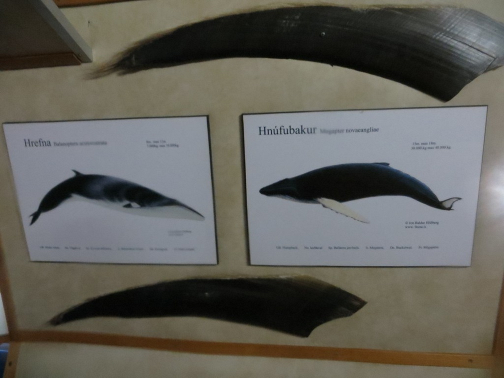 iceland-whale-watching-067