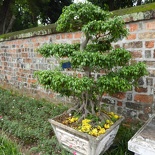 hanoi-confucius-temple-literature-015