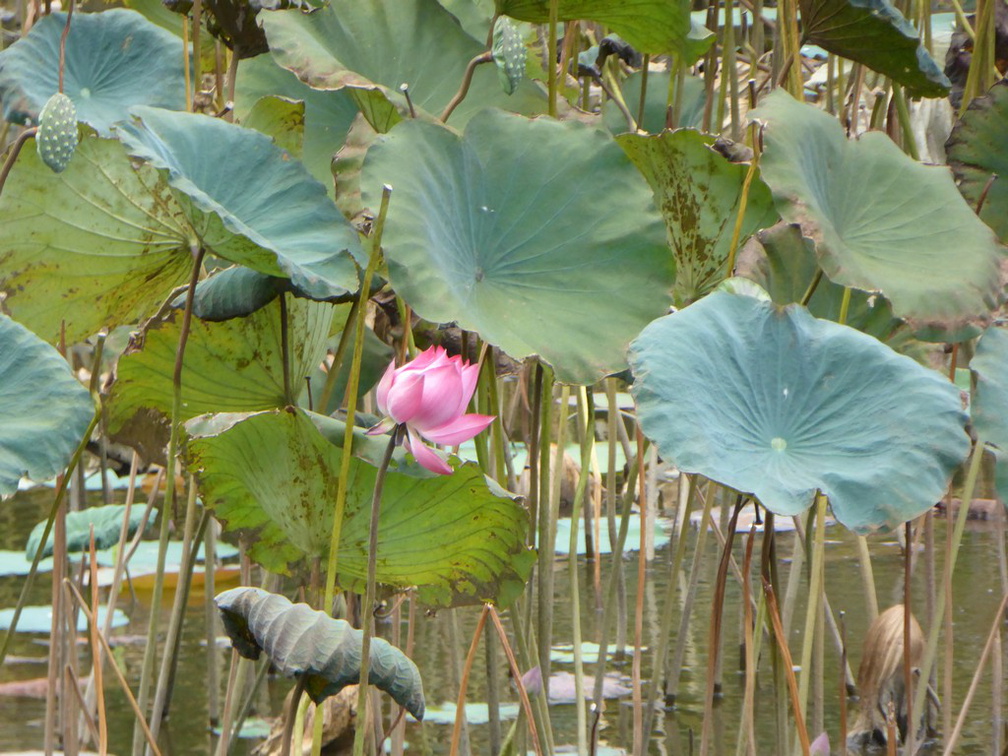 phuoc-tich-village-17-029