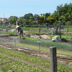 Hoi An Vegetable Fish Farm