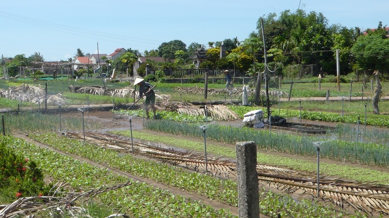 hoi-an-farm-vege-fish-001