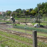 hoi-an-farm-vege-fish-001