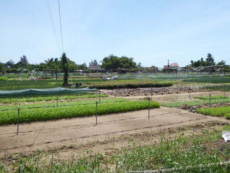 hoi-an-farm-vege-fish-002