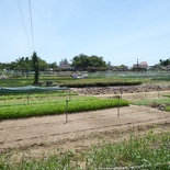 hoi-an-farm-vege-fish-002