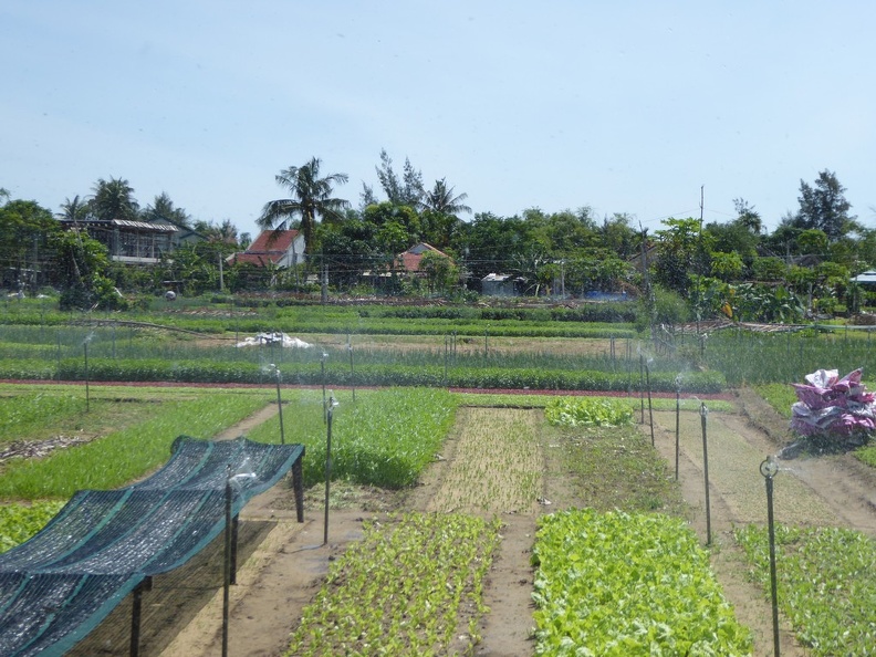 hoi-an-farm-vege-fish-005