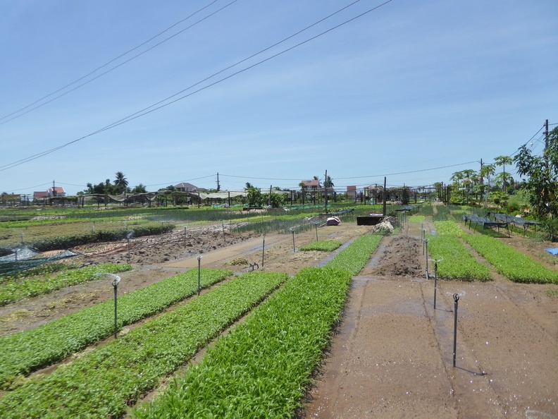 Hoi An Tra Que vegetable farm grounds