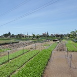 hoi-an-farm-vege-fish-007