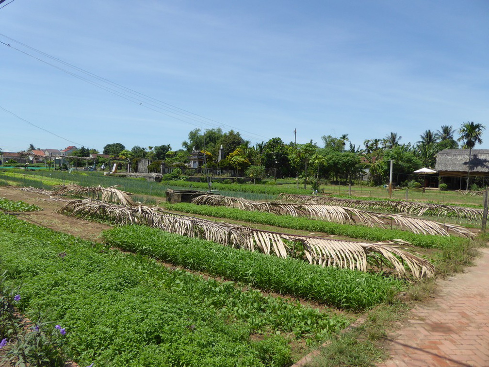 hoi-an-farm-vege-fish-009