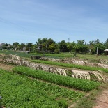 hoi-an-farm-vege-fish-009