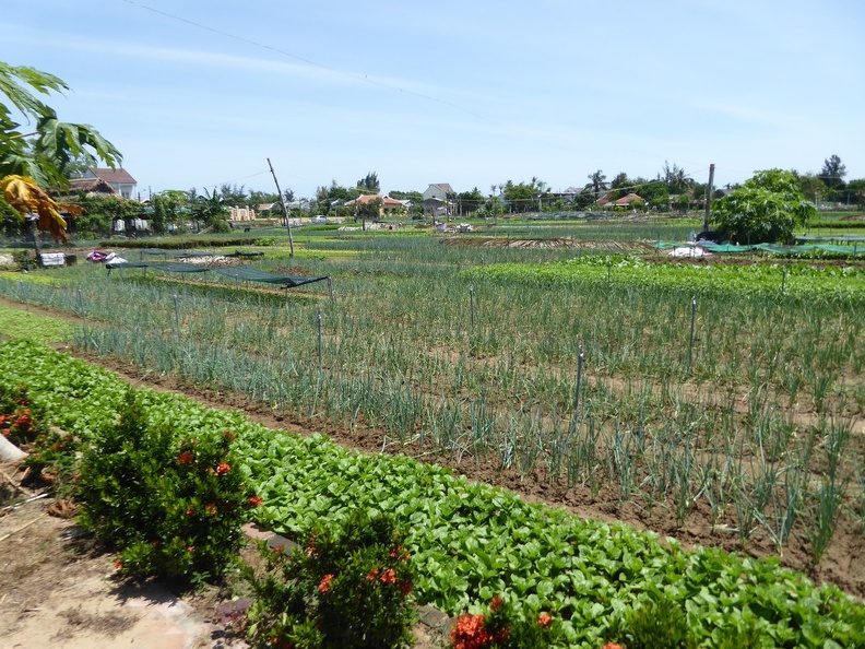 hoi-an-farm-vege-fish-012