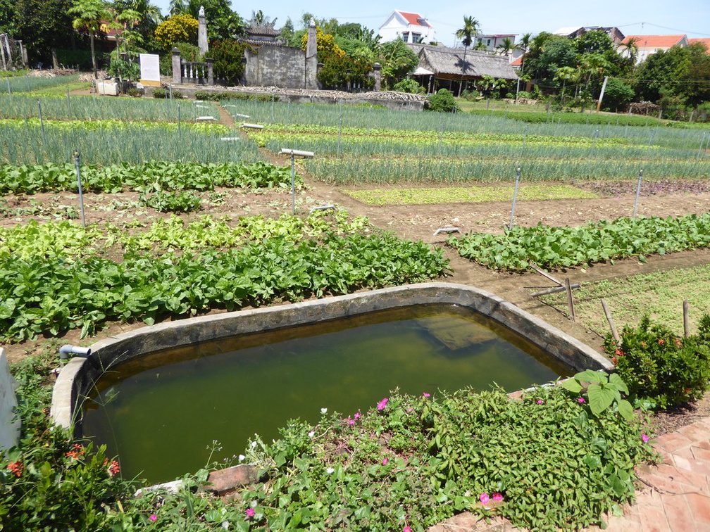 hoi-an-farm-vege-fish-013