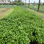 hoi-an-farm-vege-fish-014