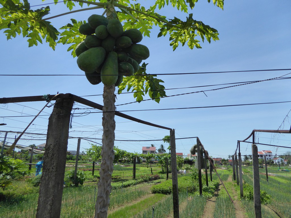 hoi-an-farm-vege-fish-015