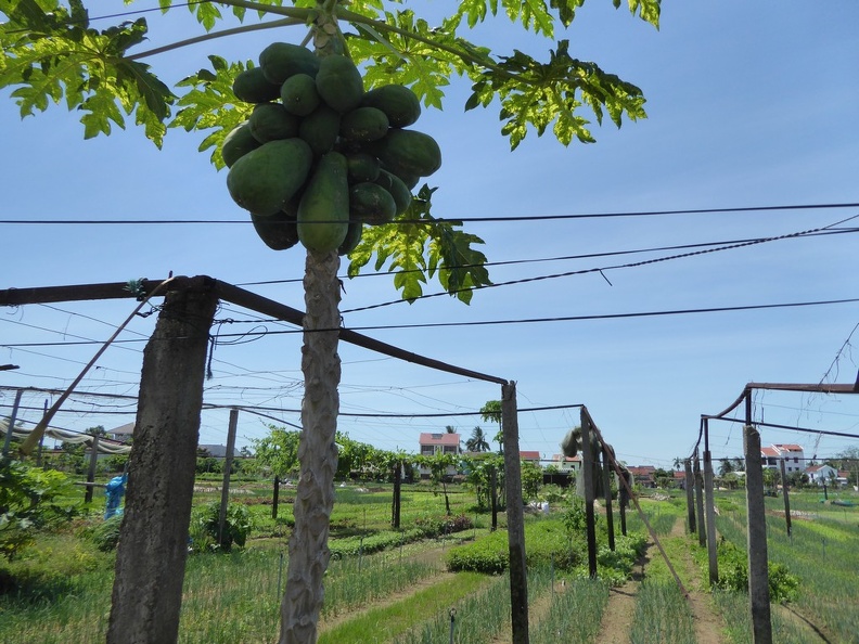 hoi-an-farm-vege-fish-015