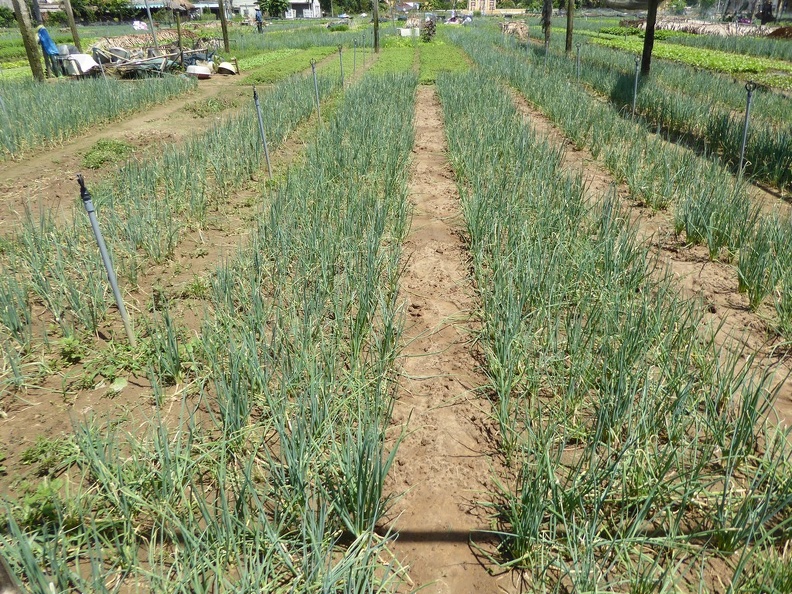 hoi-an-farm-vege-fish-017