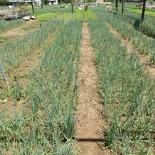 hoi-an-farm-vege-fish-017