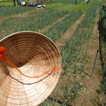 hoi-an-farm-vege-fish-018