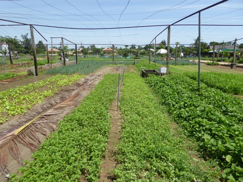 hoi-an-farm-vege-fish-019