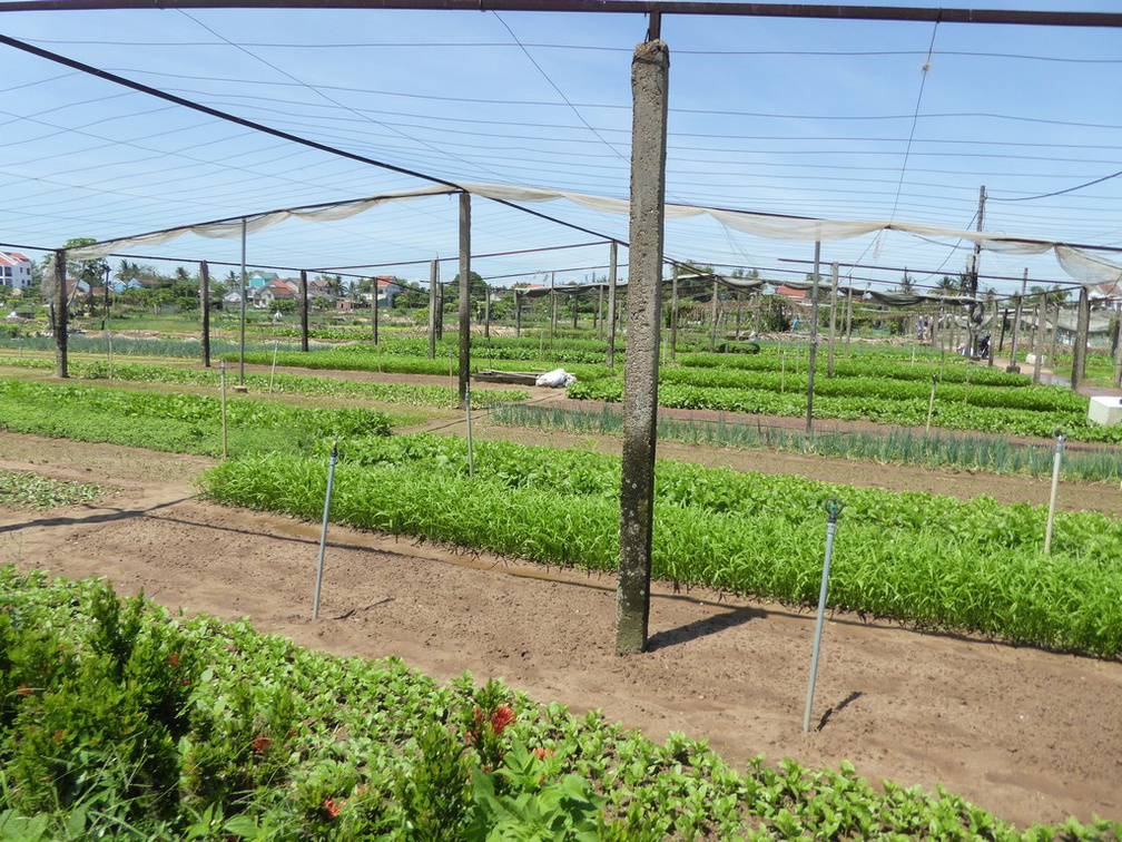 hoi-an-farm-vege-fish-020