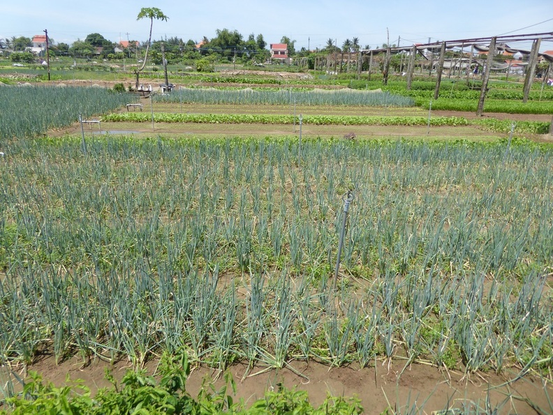 hoi-an-farm-vege-fish-021