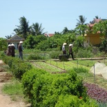 hoi-an-farm-vege-fish-022