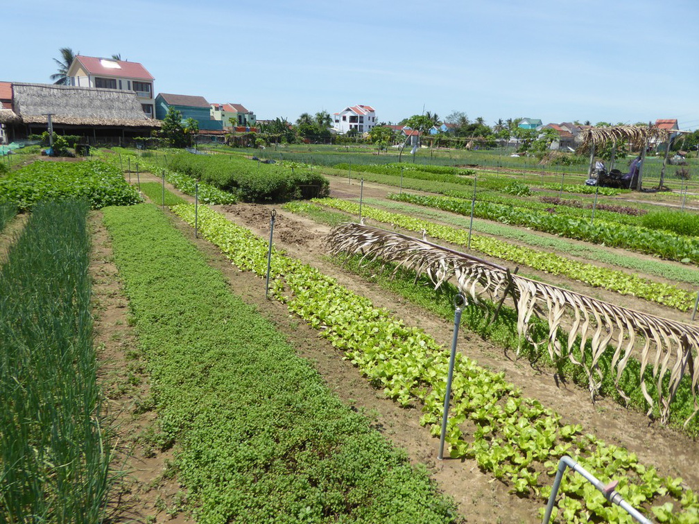 hoi-an-farm-vege-fish-025