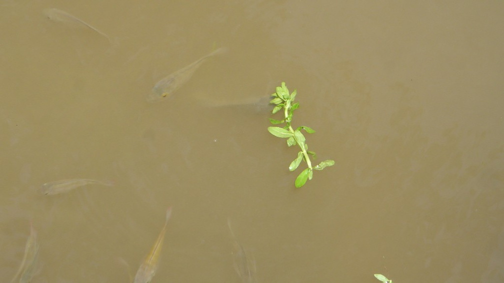 hoi-an-farm-vege-fish-027