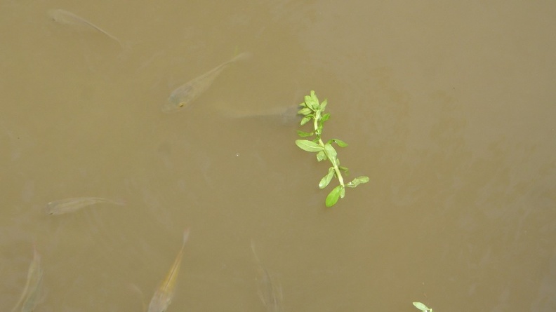 hoi-an-farm-vege-fish-027