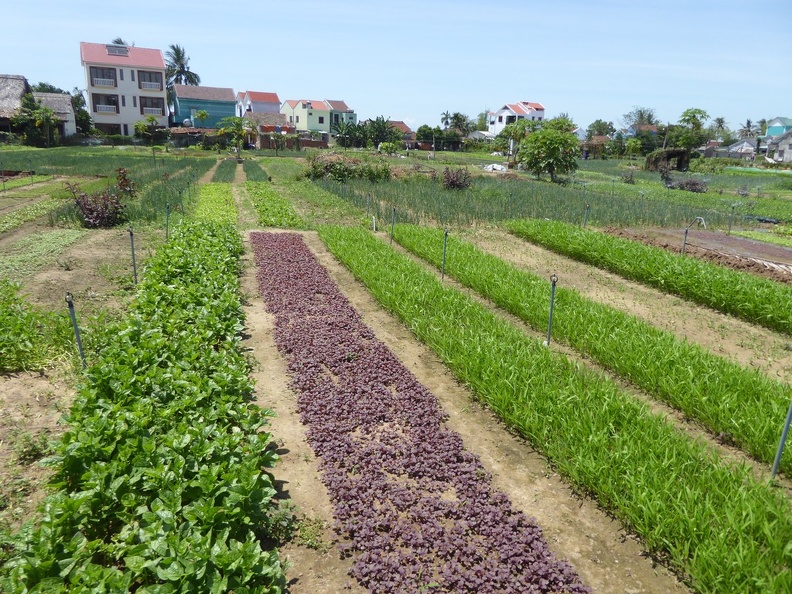 hoi-an-farm-vege-fish-028