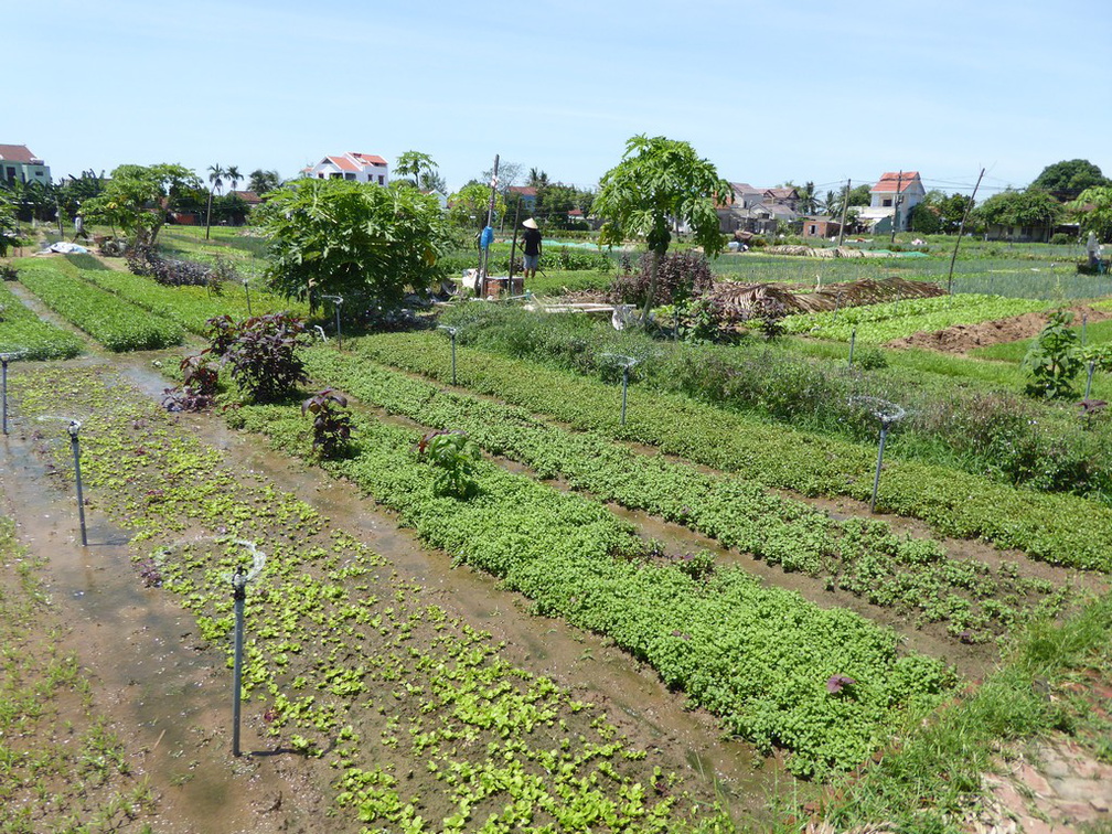 hoi-an-farm-vege-fish-029