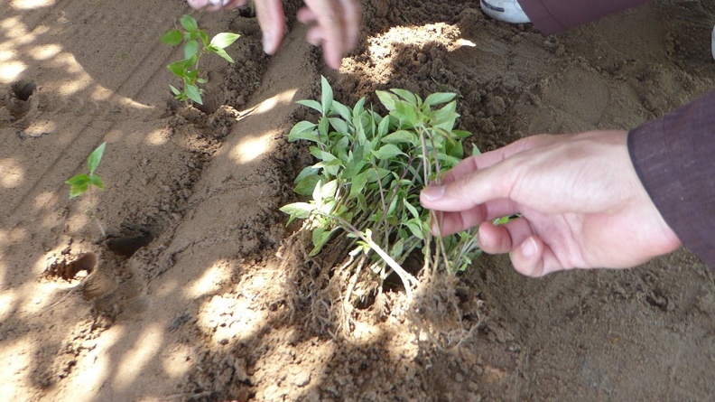 hoi-an-farm-vege-fish-034