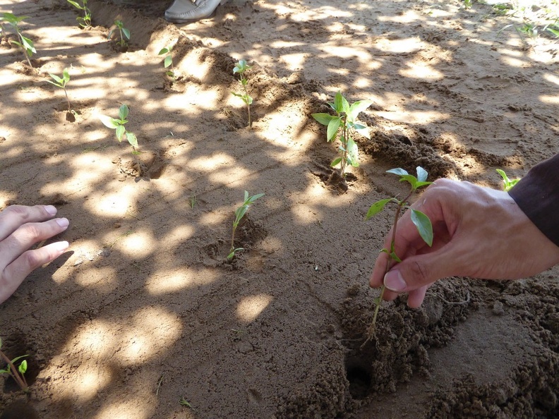 hoi-an-farm-vege-fish-036