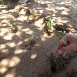 hoi-an-farm-vege-fish-036