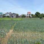 hoi-an-farm-vege-fish-039