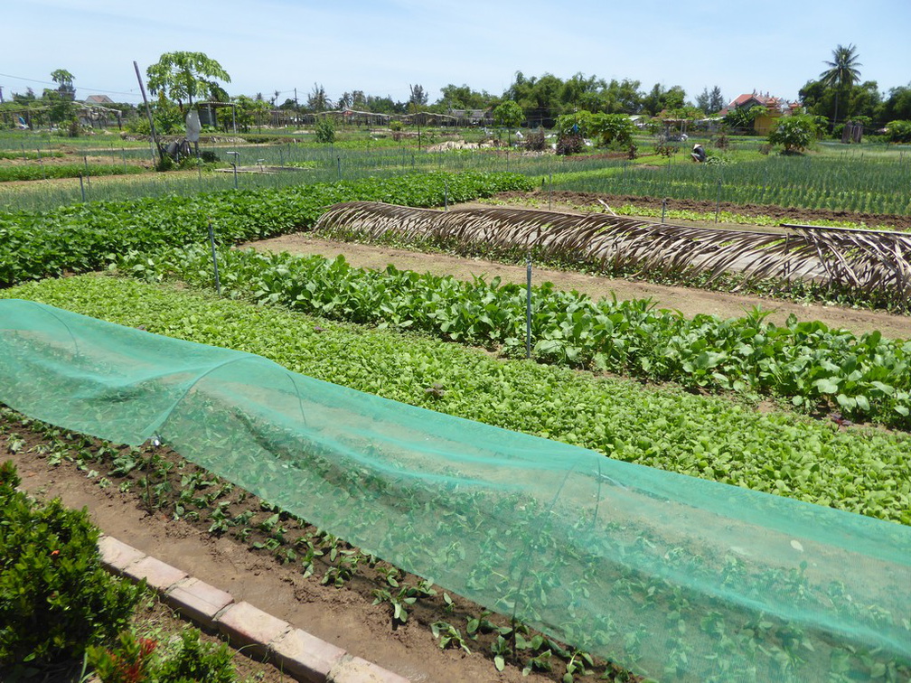 hoi-an-farm-vege-fish-041