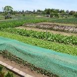 hoi-an-farm-vege-fish-041