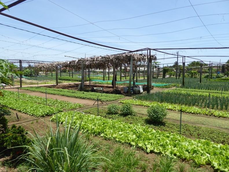 hoi-an-farm-vege-fish-044