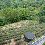 taipei-maokung-hill-gondola-tea-28